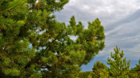 Lush Green Pine Branches Against a Cloudy Sky wallpaper