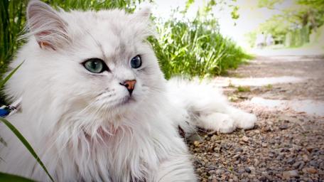 Majestic White Persian Cat in Nature View wallpaper