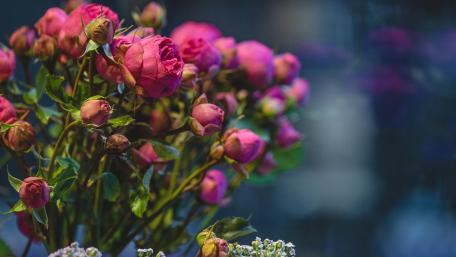 Elegant Pink Roses in Blooming Splendor wallpaper