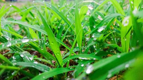 Fresh Morning Dew on Lush Grass wallpaper