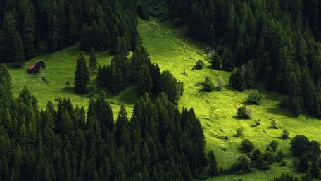 Tranquil Forest Serenity wallpaper