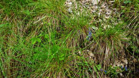 Grass wallpaper