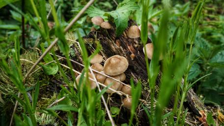 Beautiful mushrooms wallpaper