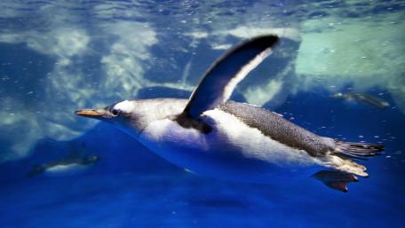 Graceful Underwater Penguin Swim wallpaper