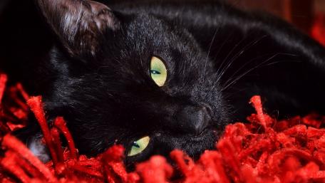 Mysterious Black Cat on Red Carpet wallpaper