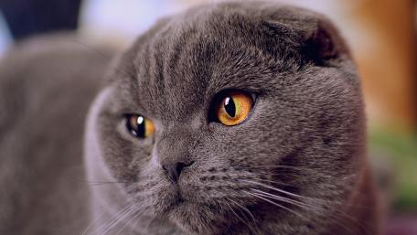 Gentle Gaze of a Scottish Fold Cat wallpaper