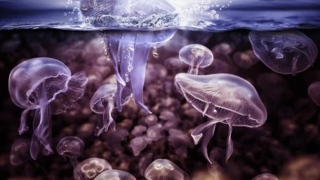 Mystical Underwater Jellyfish Dance wallpaper
