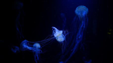 Elegant Jellyfish Illuminated by Deep Sea Light wallpaper