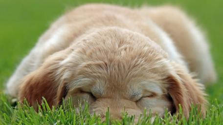 Adorable Puppy Resting on Soft Grass wallpaper