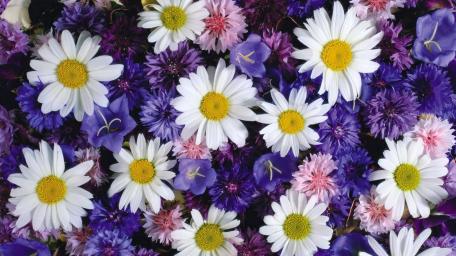 Vibrant Aster Blooms in Full Splendor wallpaper