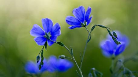 Vibrant Blue Flower in Blooming Meadow wallpaper