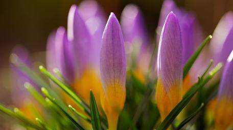 Spring Blooms of Crocuses in Budding Beauty wallpaper