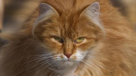 Fluffy Ginger Cat Wallpaper wallpaper