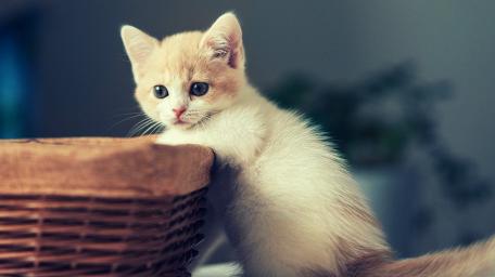 Title: Curious Kitten Peeking Over the Basket wallpaper