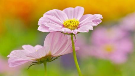 Delicate Cosmos Blooms Brightening the Garden wallpaper