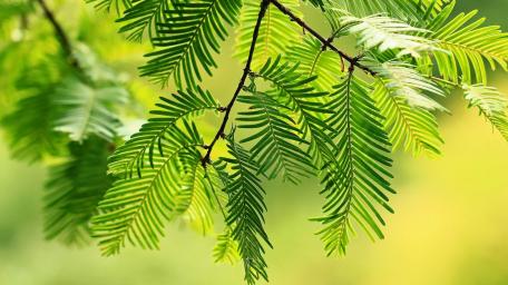 Vibrant Green Leaves in Nature's Embrace wallpaper