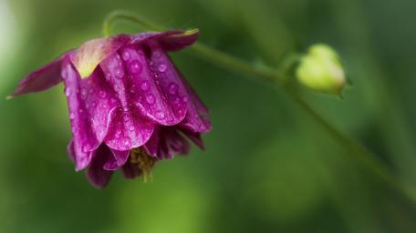 Blooming Beauty in Raindrops wallpaper