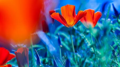 Vibrant Poppies in Lush Bokeh Background wallpaper