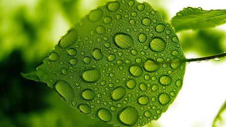 Green Serenity with Dewy Leaves wallpaper