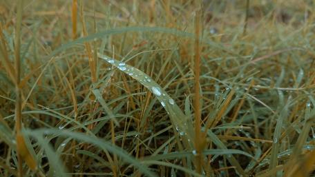 Serene Morning Dew on Grass wallpaper