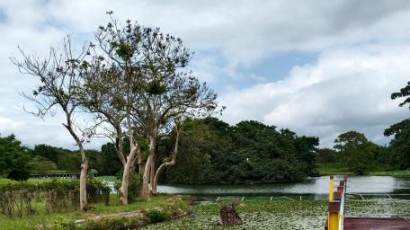 Natrual Seagal Breeding area wallpaper