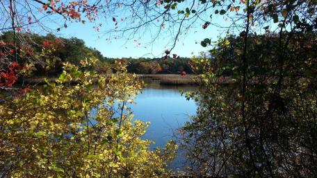 Mashpee River Wetlands wallpaper