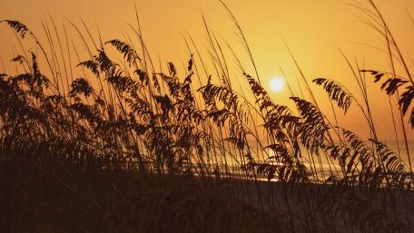 Huntington Beach State Park at sunrise wallpaper