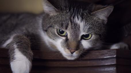 Sleepy Domestic Cat on a Shelf wallpaper