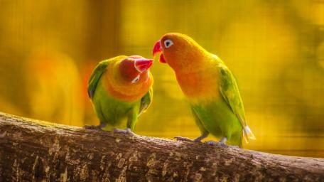 Colorful Parrots in Affectionate Bonding Moment wallpaper