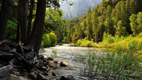 Serene Forest Stream View wallpaper