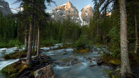 Serene Mountain Stream in Riparian Forest wallpaper
