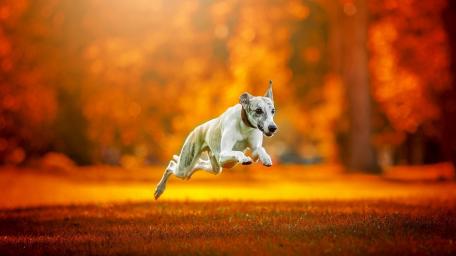 Graceful Whippet in Autumn Splendor wallpaper