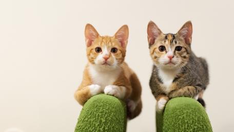 Playful Kittens Sharing a Moment Together wallpaper