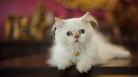 Adorable Fluffy White Cat Wallpaper wallpaper