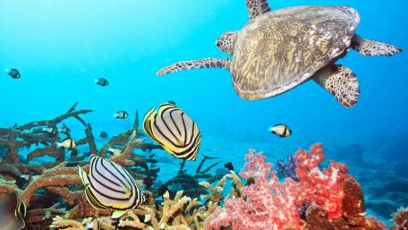 Graceful Sea Turtle in Vibrant Coral Reef Environment wallpaper