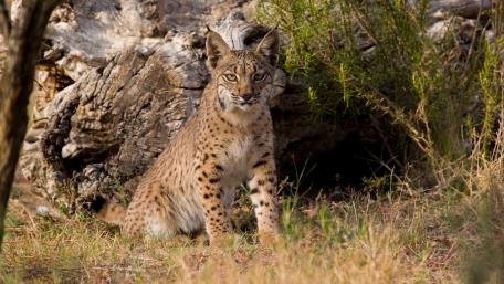 Majestic Lynx in Natural Habitat wallpaper