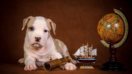Adorable Pit Bull Puppy with Antique Decor wallpaper
