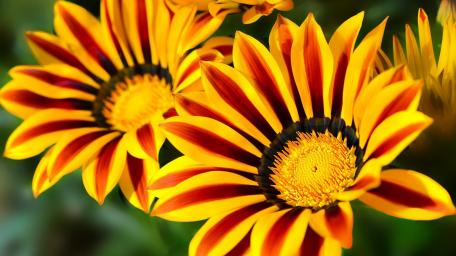 Vibrant Gazania Blossoms in Full Bloom wallpaper