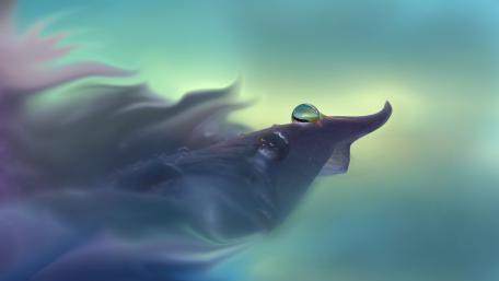 Serenity in Waterdrops wallpaper