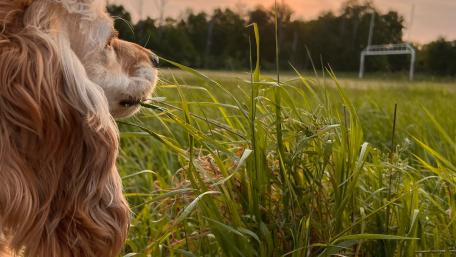 Serene Sunset with a Dog in Nature wallpaper