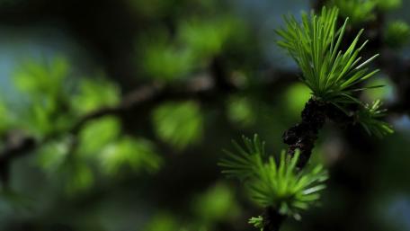 Fresh Green Larch Needles in Bokeh Glow wallpaper
