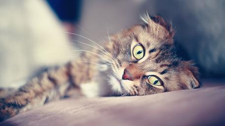 Captivating Gaze of a Domestic Cat wallpaper