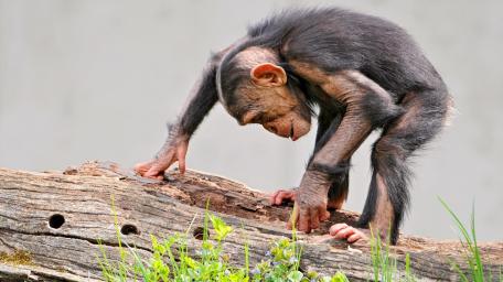 Curious Chimpanzee Exploring Nature wallpaper