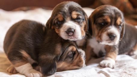 Adorable Beagle Puppies Playing Together wallpaper