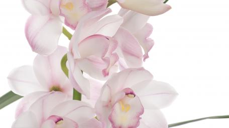 Elegant Pink Orchids on a White Background wallpaper