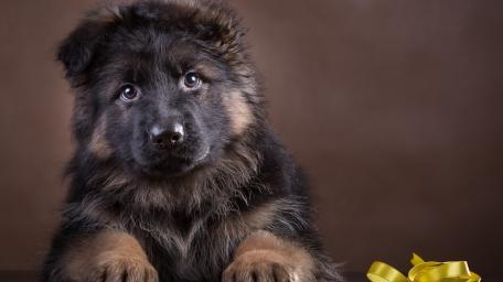 German Shepherd puppy wallpaper