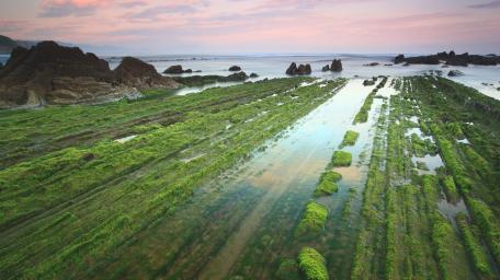Lush Algae at the Serene Coastline wallpaper
