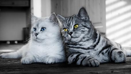 Enchanting Feline Companionship in Black and White wallpaper