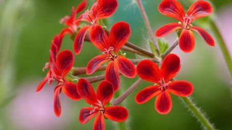 Red geranium wallpaper