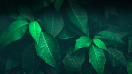 Green Symphony in Nature's Embrace wallpaper